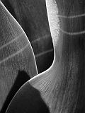 Tulip Leaves_DSCF04147bw